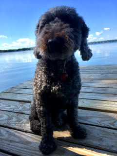 Baxter: grey poodle sitting on a dock.