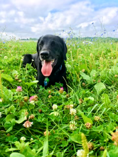 Bodhi: black lab sitting in a flower field.